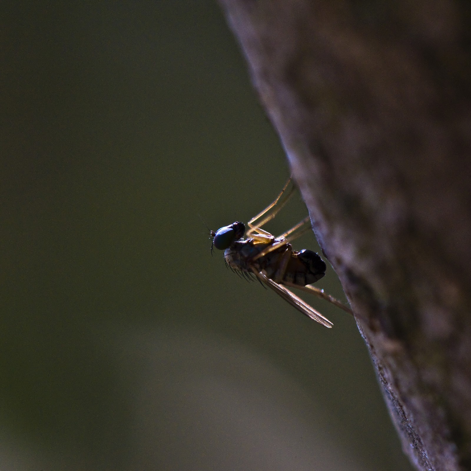 Mouche