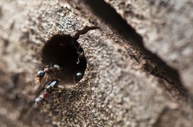 Fourmis