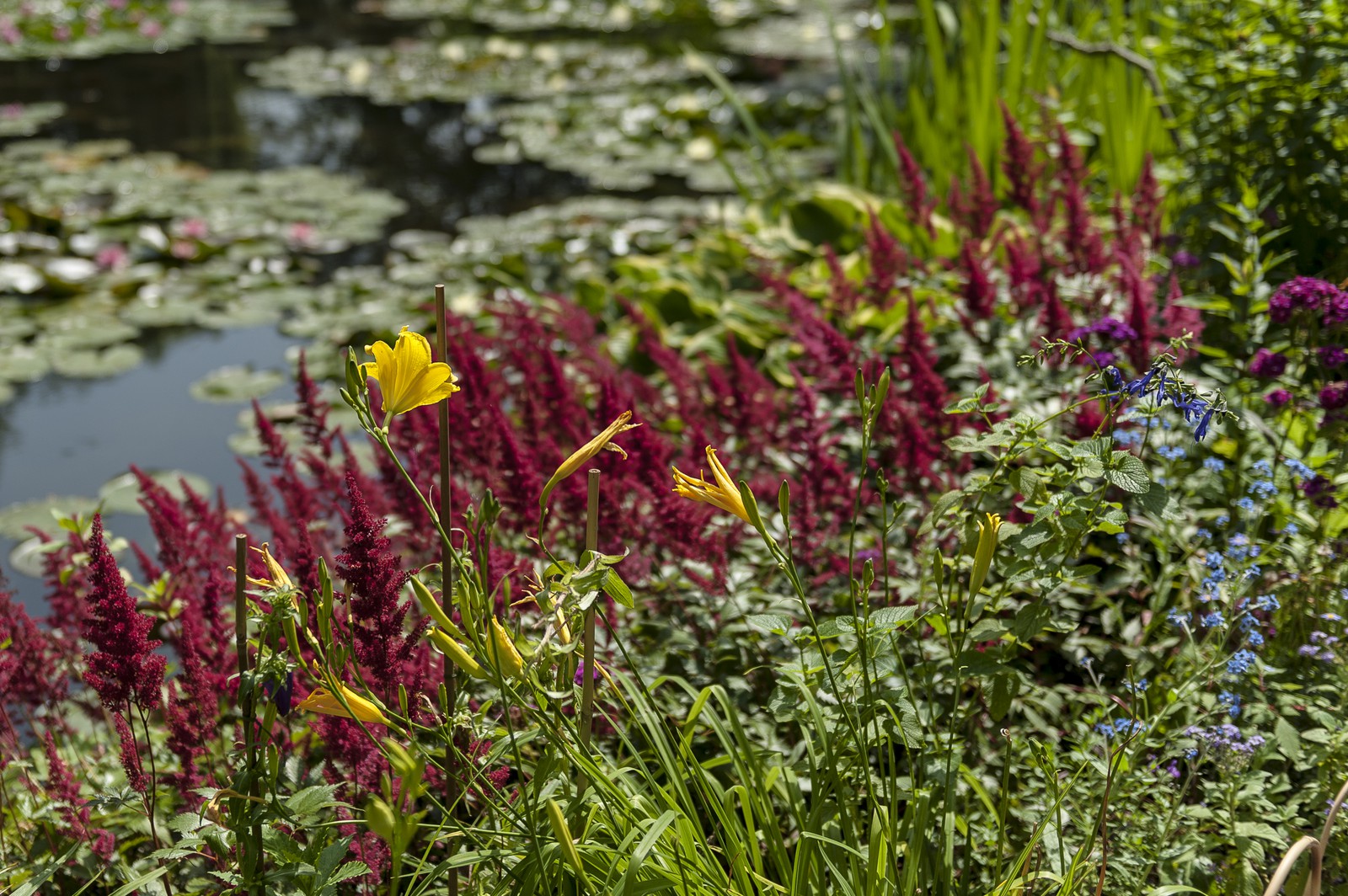 Fleurs Fleurs