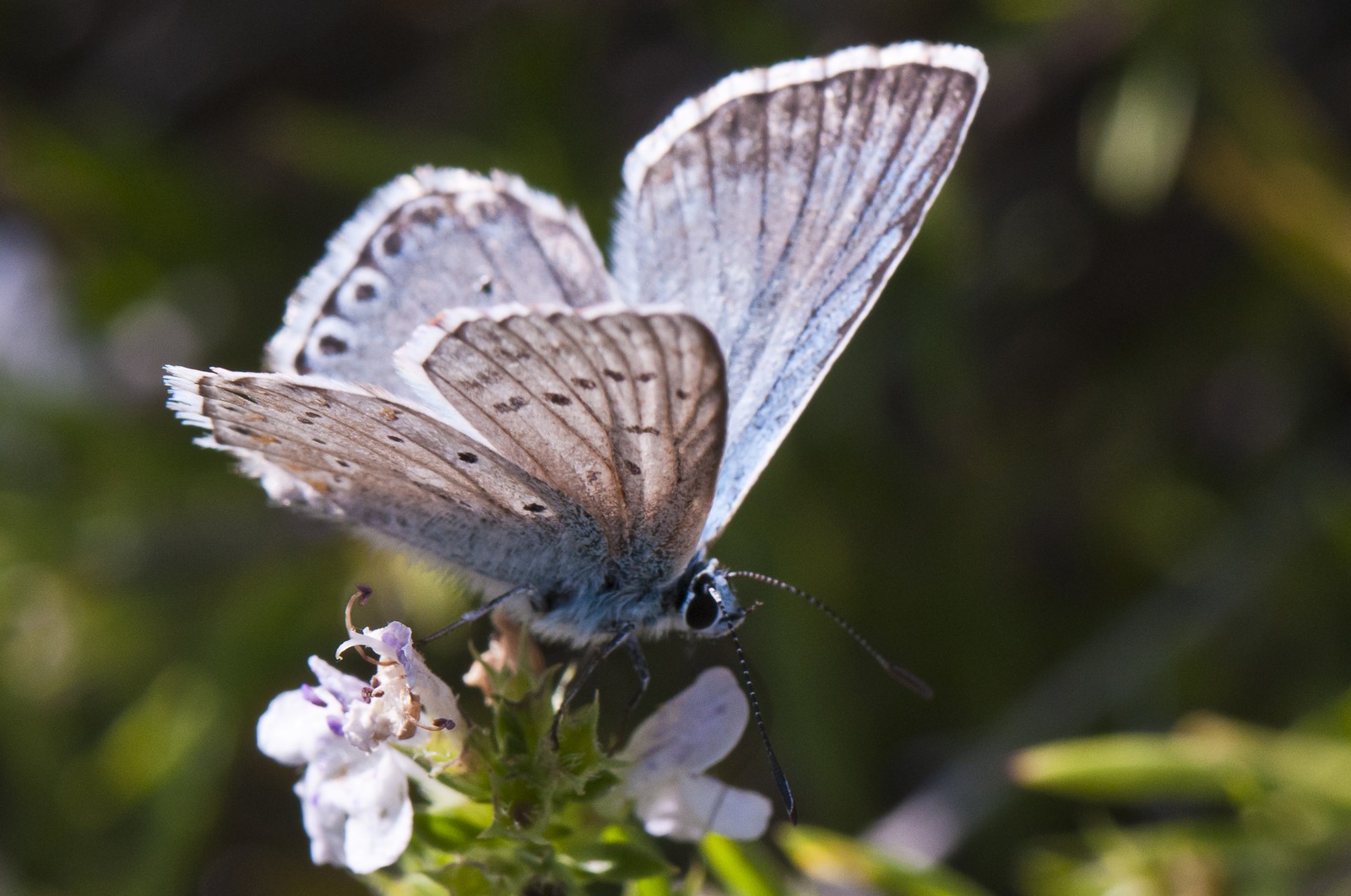 Papillon (Azuré)