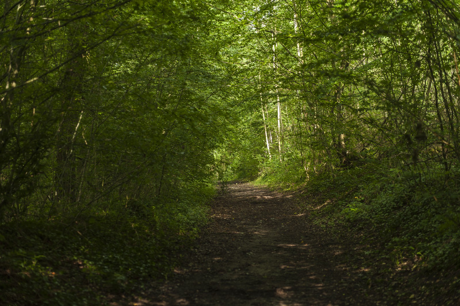 Chemin de terre