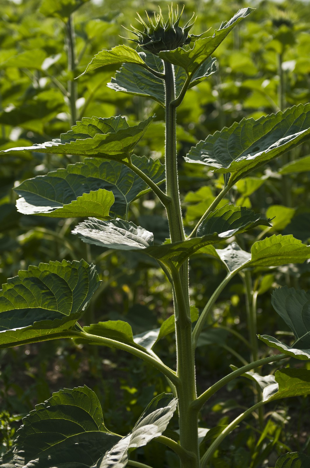 Tige de tournesol Tige de tournesol