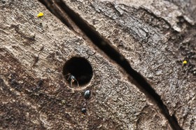 Fourmis