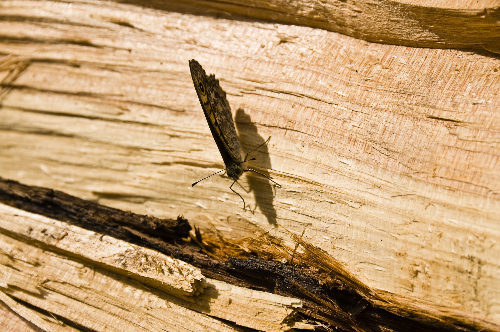 Papillon