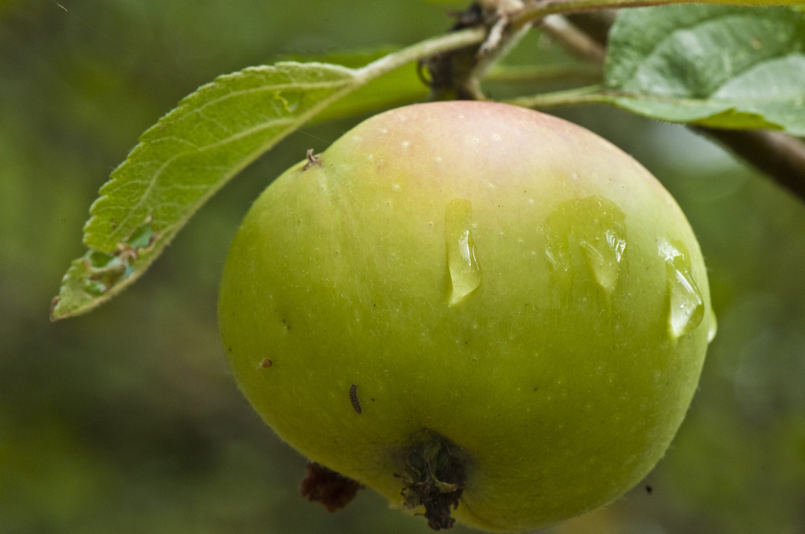 Pomme sur l'arbre Pomme sur l'arbre