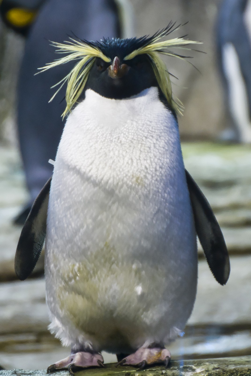 Gorfou doré