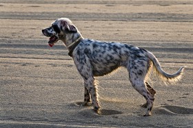 Setter anglais