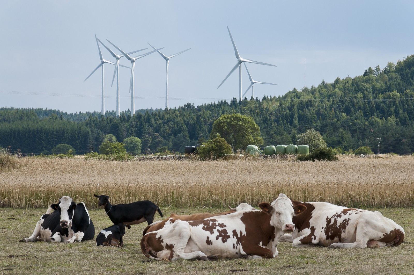 Vaches et éoliennes Vaches et éoliennes