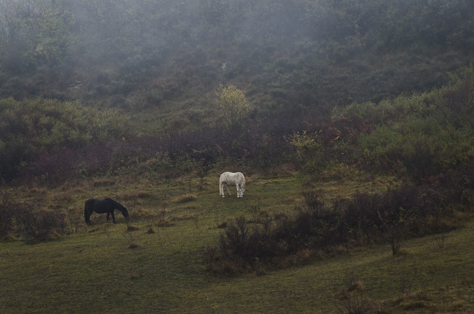 Chevaux dans un champ Chevaux dans un champ