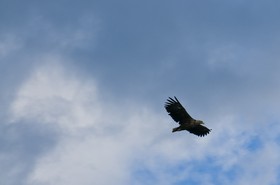 Rapace