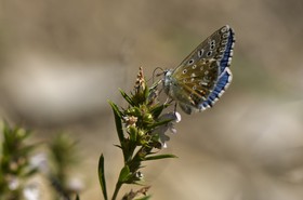 Papillon (Azuré)