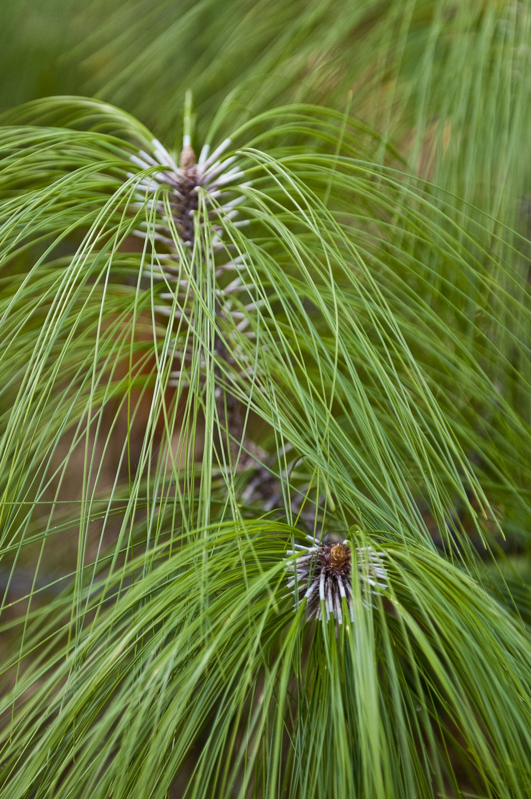 Branches de pins Branches de pins