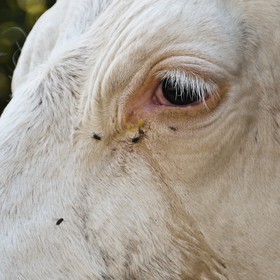 Oeil de vache