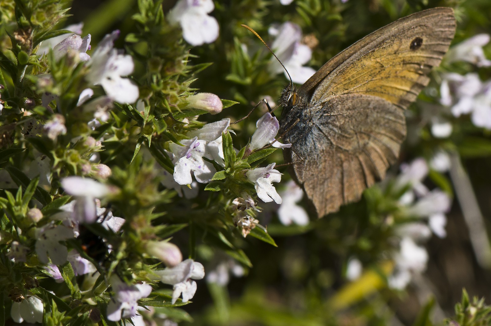Papillon brun