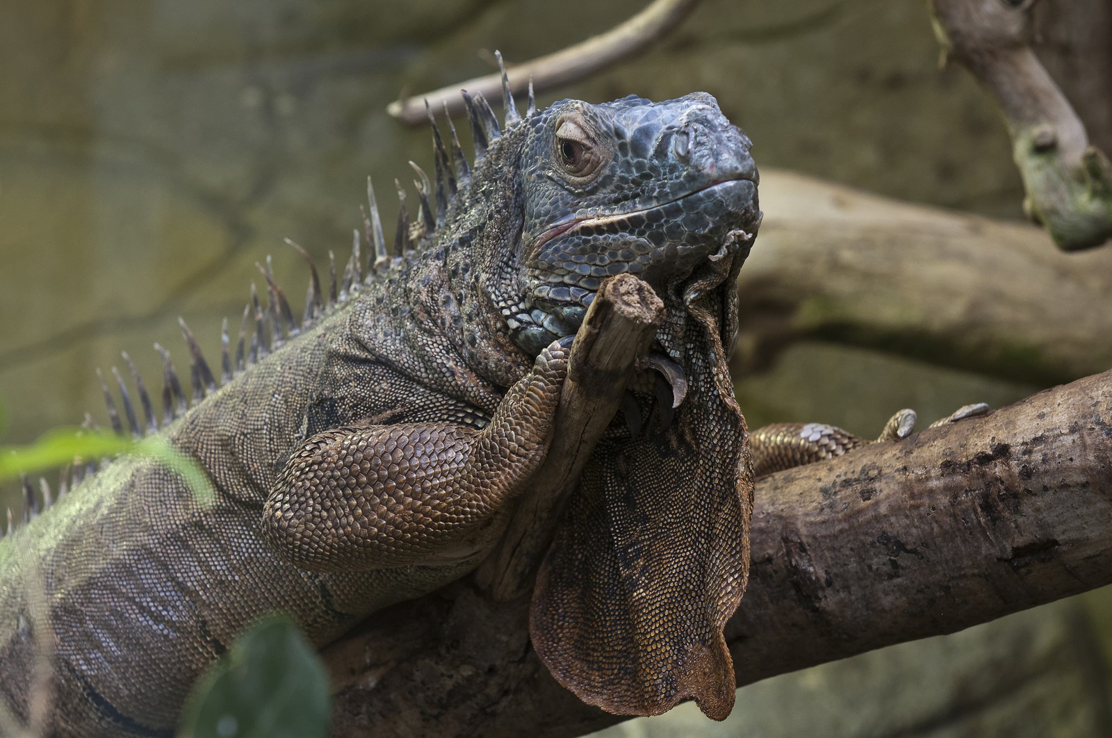Iguane