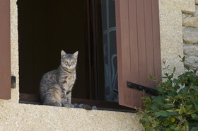Chat