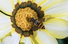 Syrphe