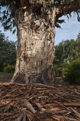 Eucalyptus