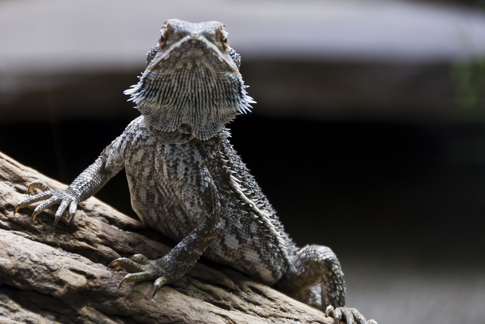 Iguane