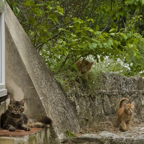 Chat et chatons