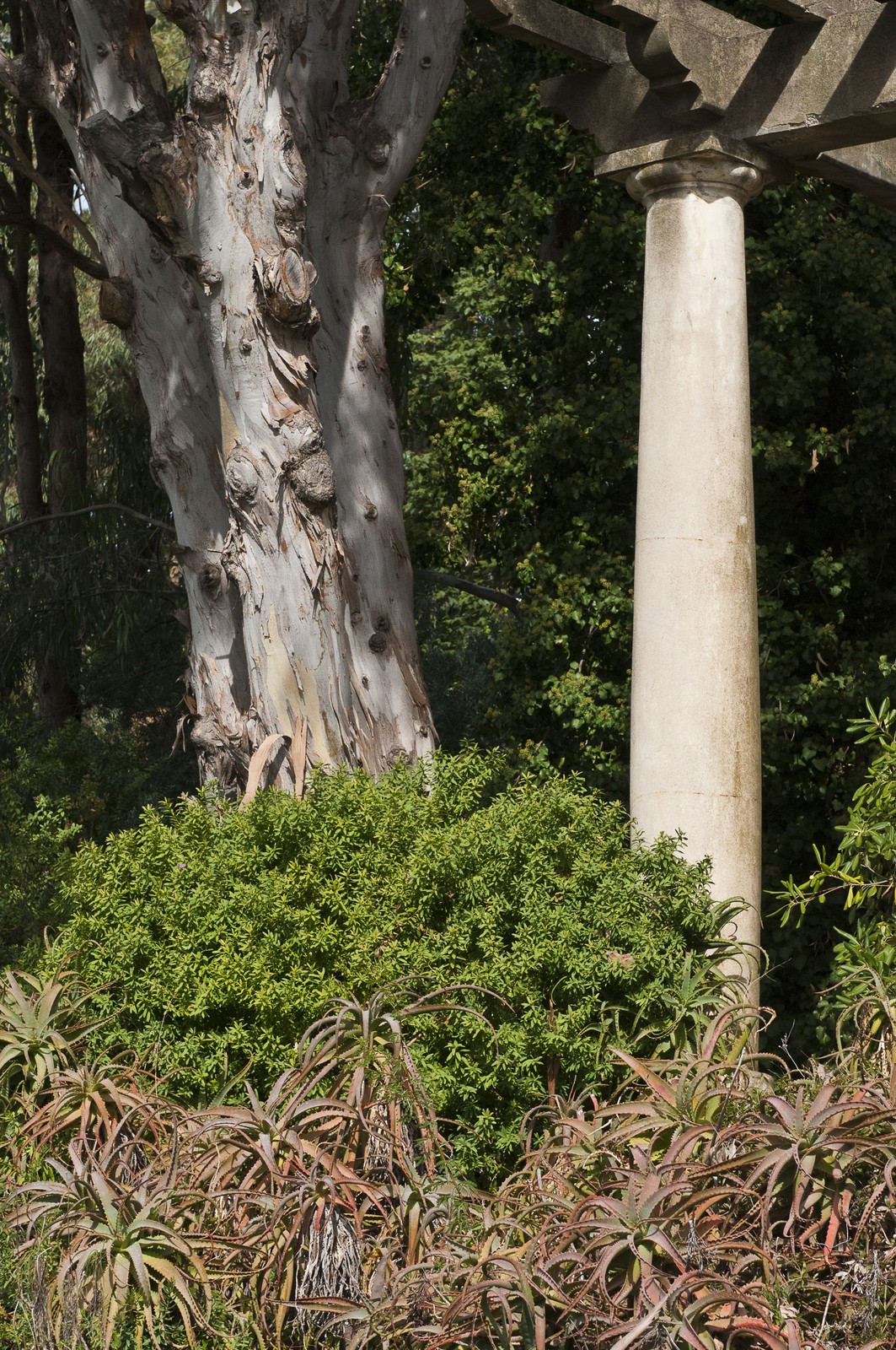 Eucalyptus