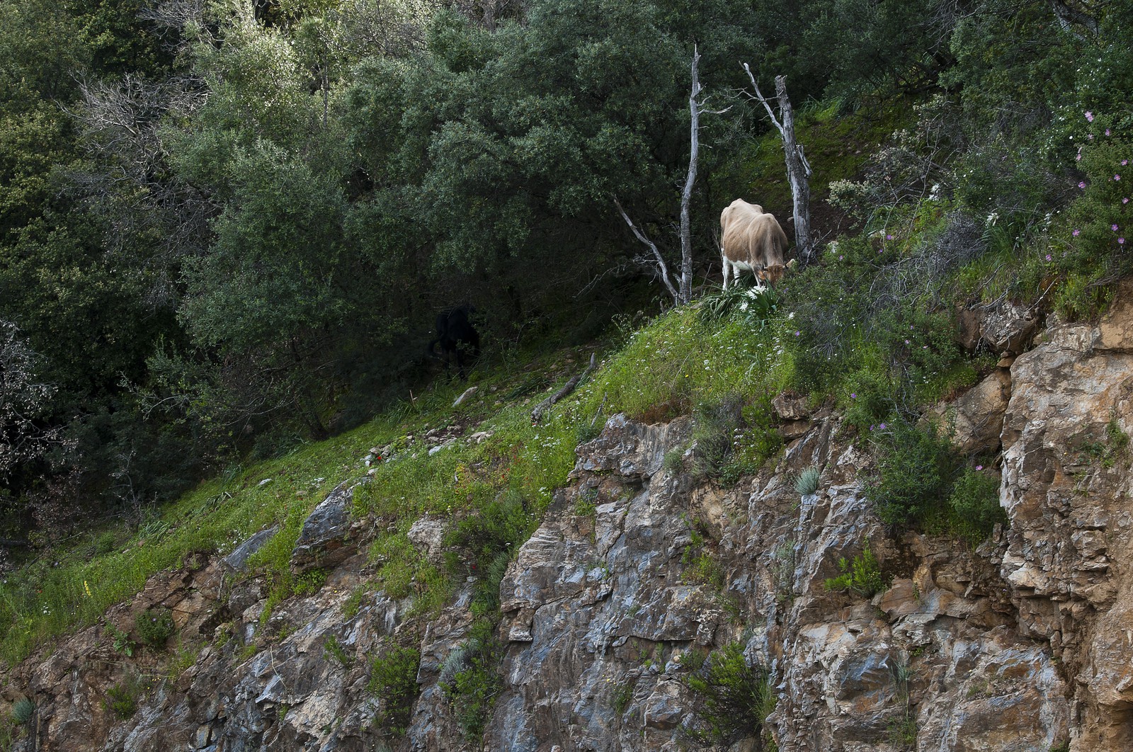 Vaches