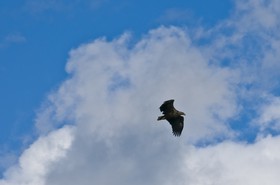 Rapace