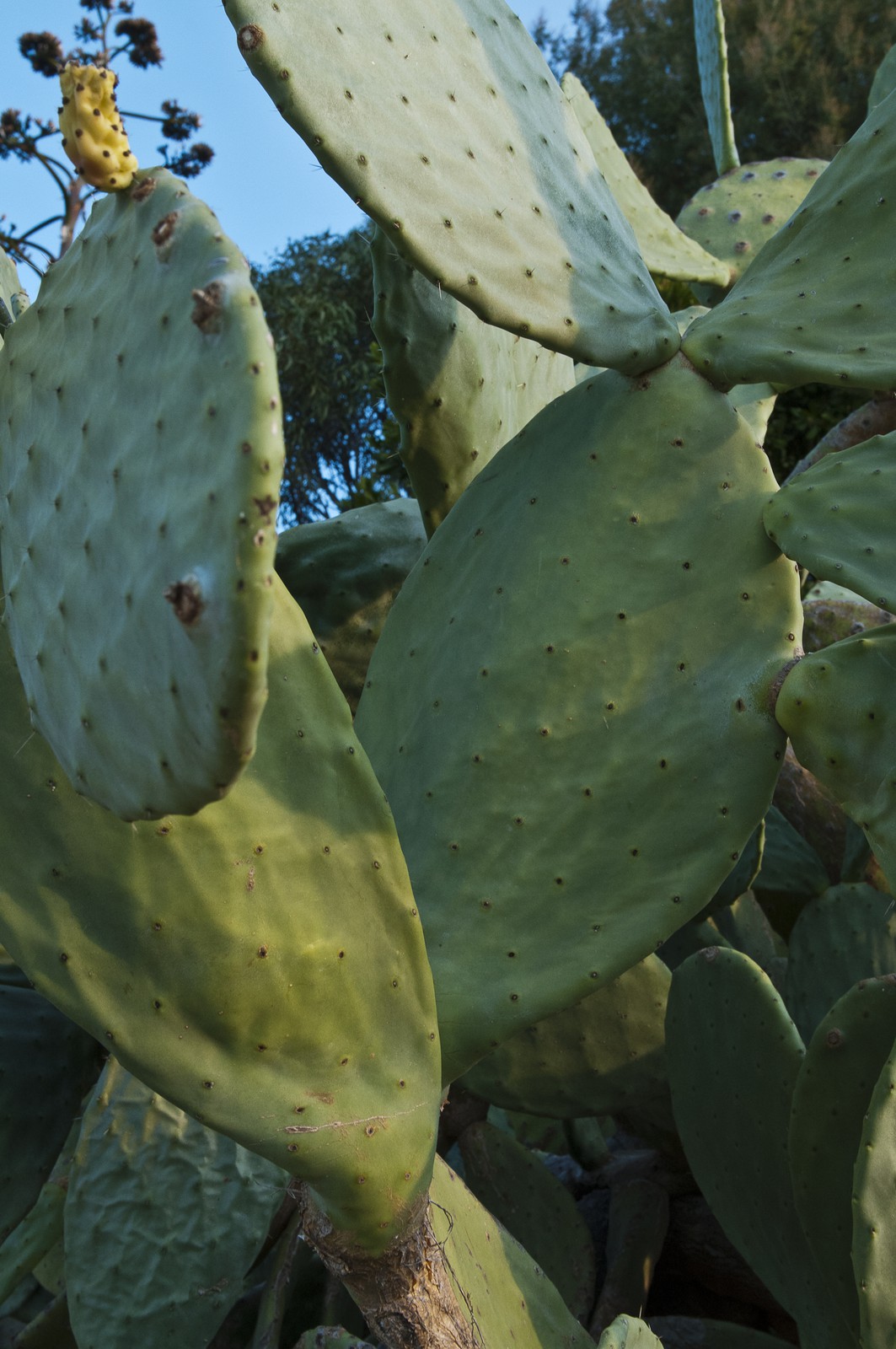 Cactus Cactus