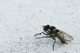 Mouche