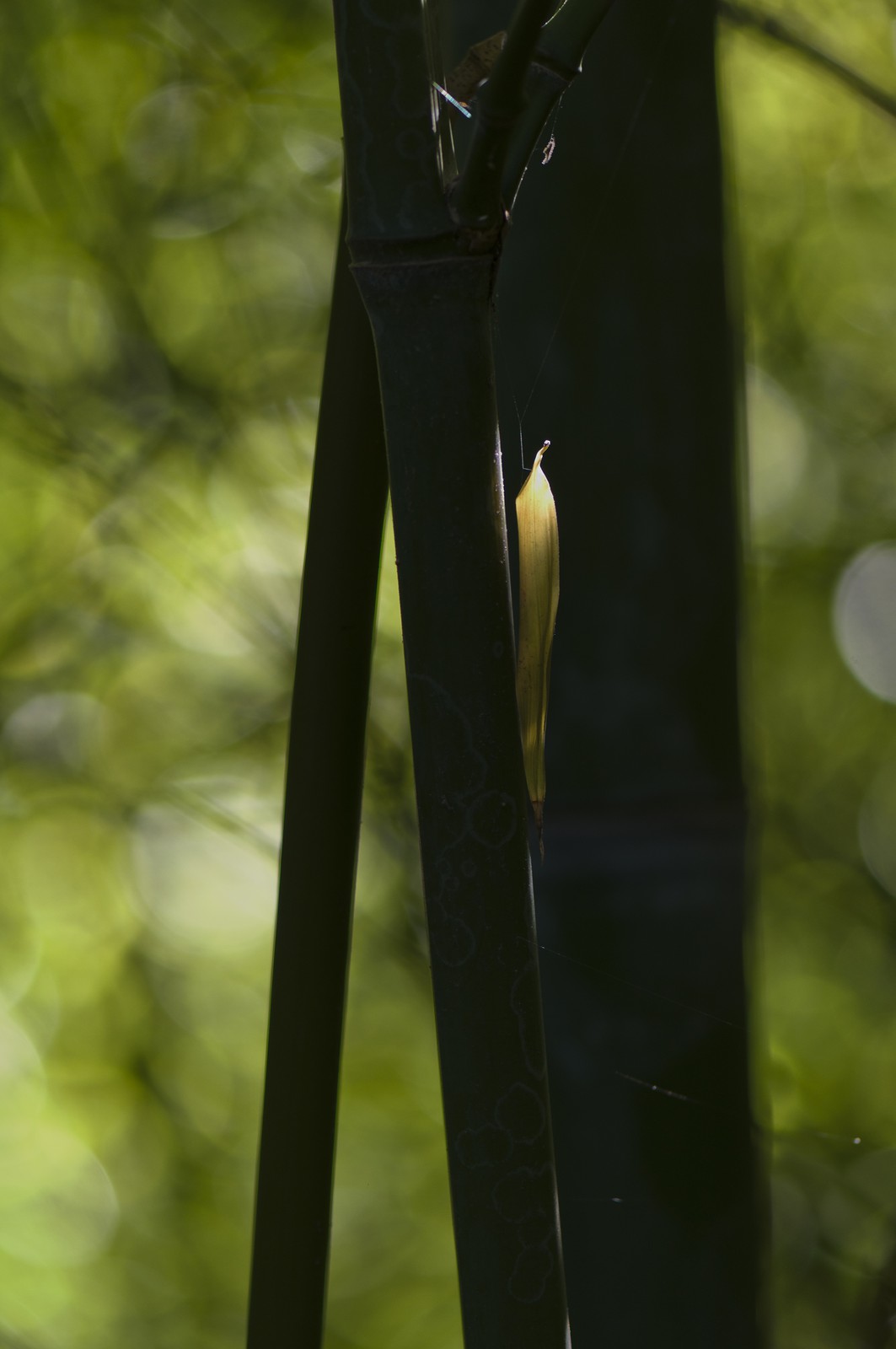 Effet de lumière sur une feuille Effet de lumière sur une feuille