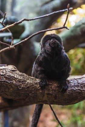 Tamarin de Goeldi