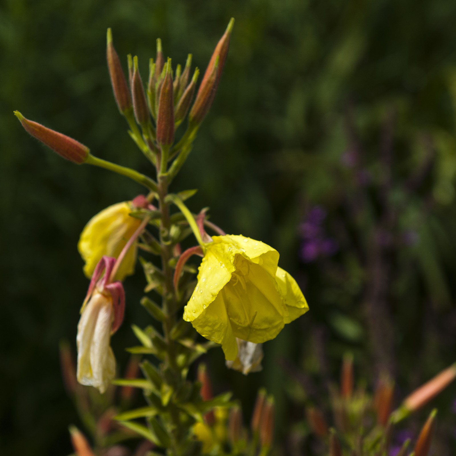 Fleur d'onagre Fleur d'onagre