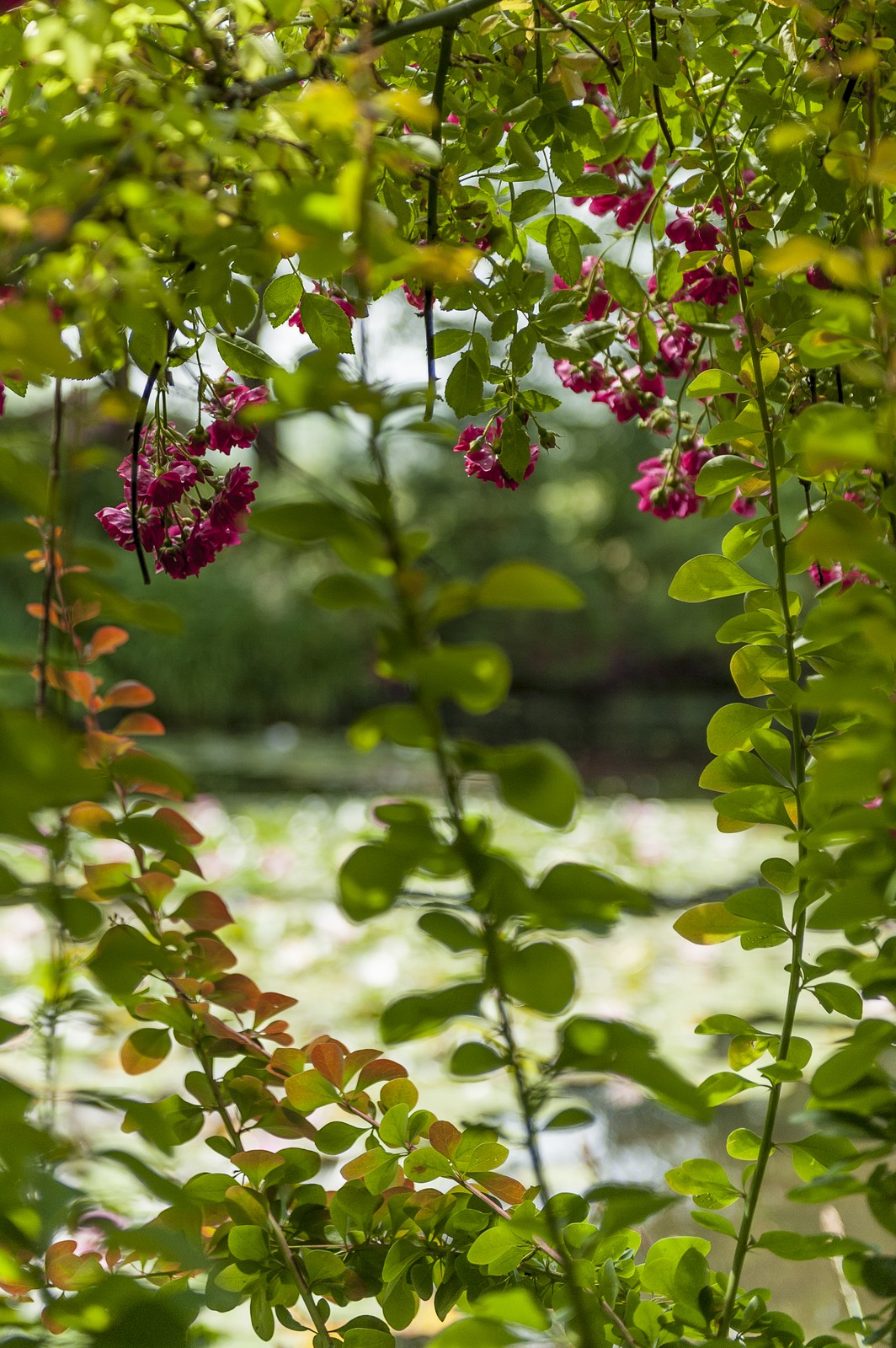 Fleurs Fleurs