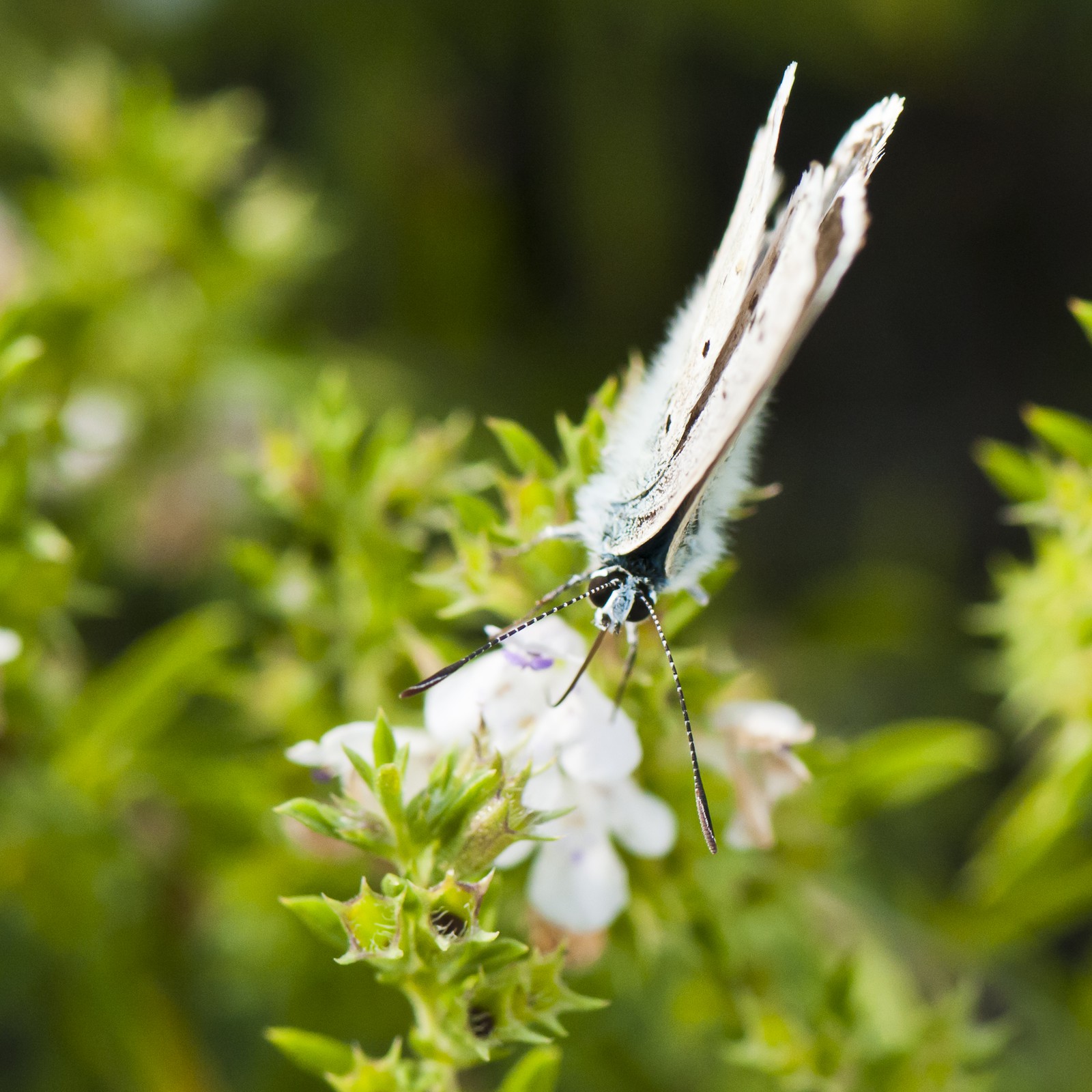 Papillon (Azuré)