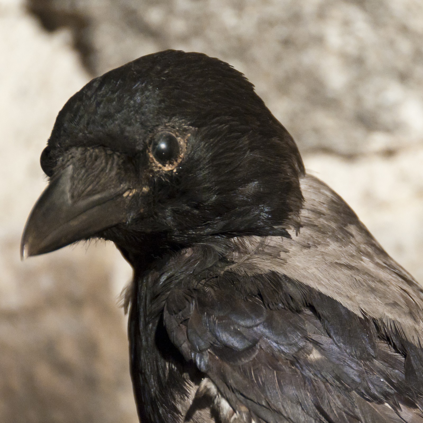 Oiseau empaillé