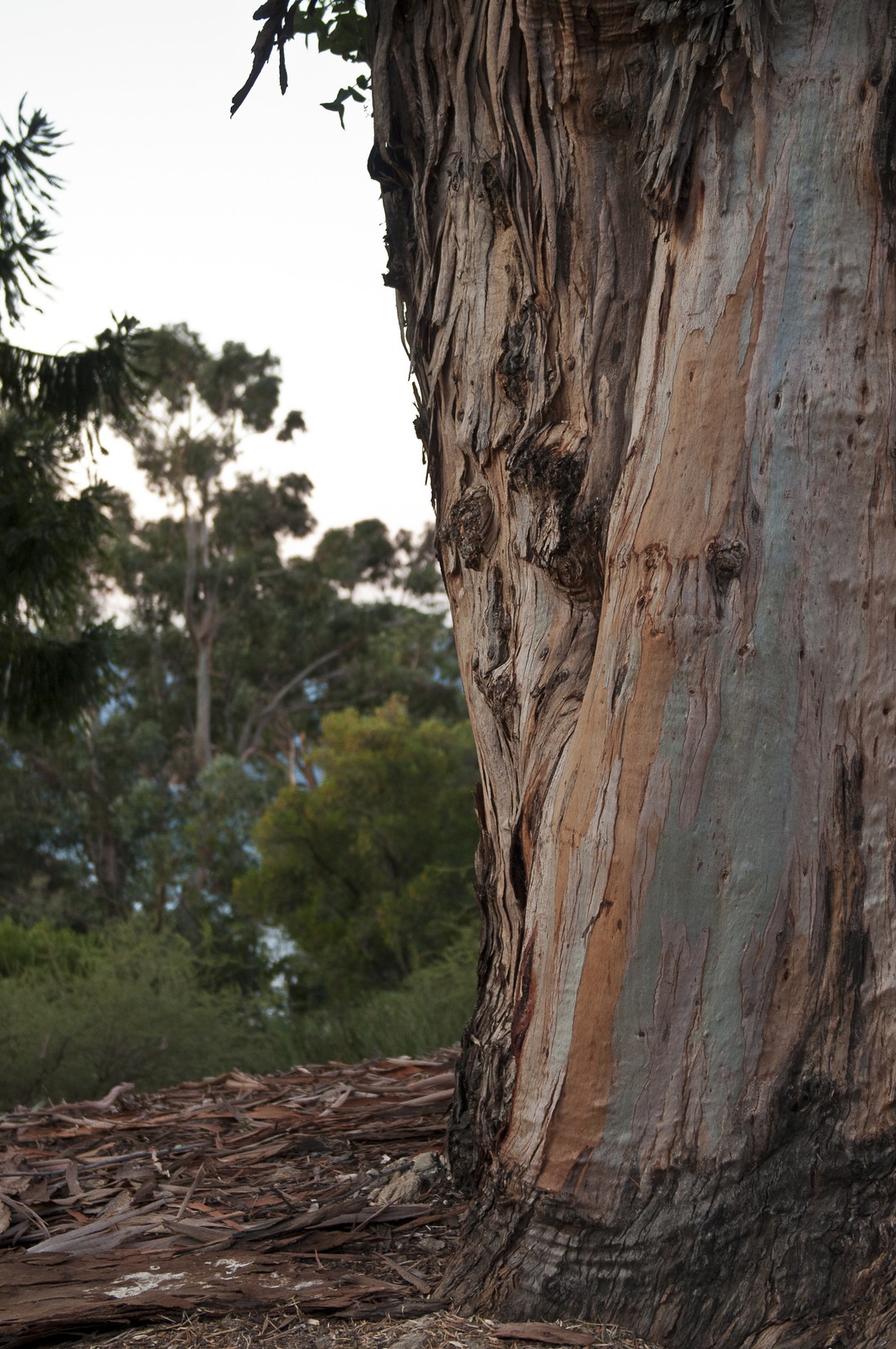 Eucalyptus Eucalyptus