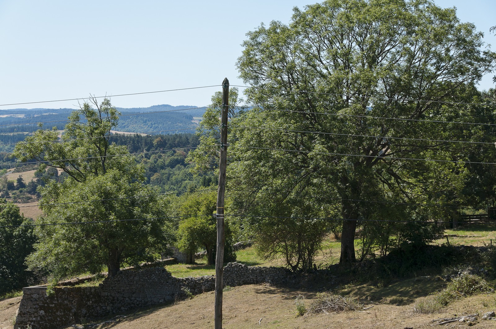 Poteau électrique et arbre Poteau électrique et arbre