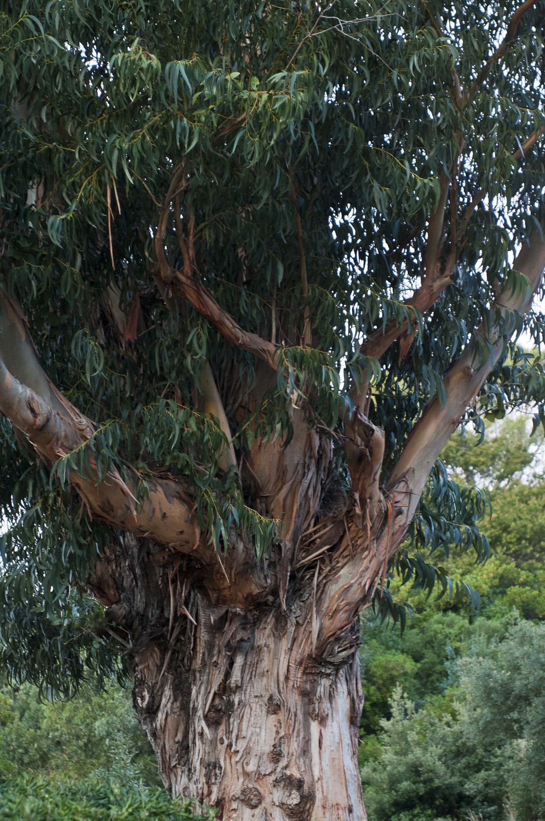 Eucalyptus Eucalyptus