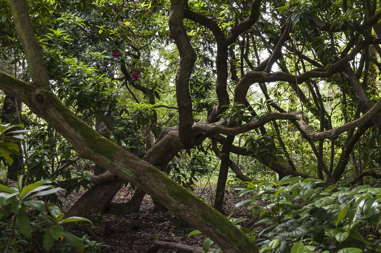 Rhododendrons Rhododendrons