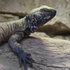 Lézard fouette-queue