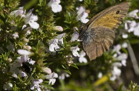 Papillon brun