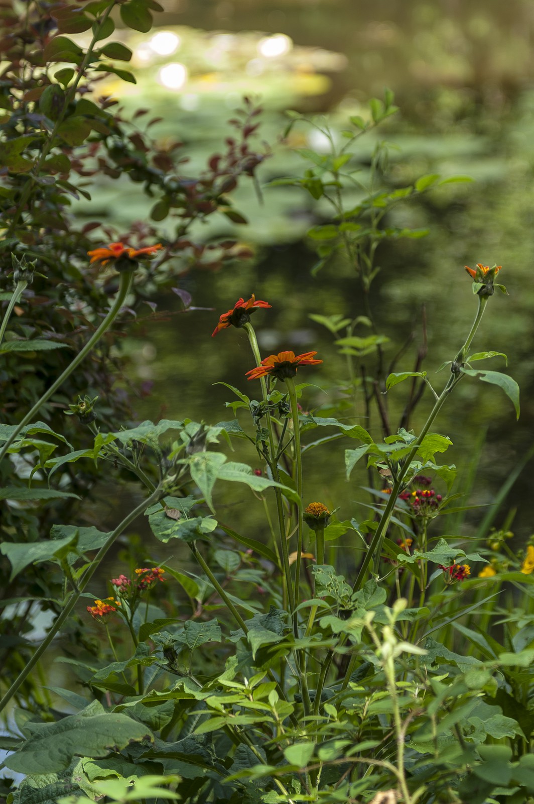 Fleurs Fleurs
