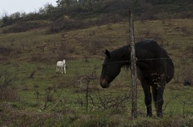 Chevaux