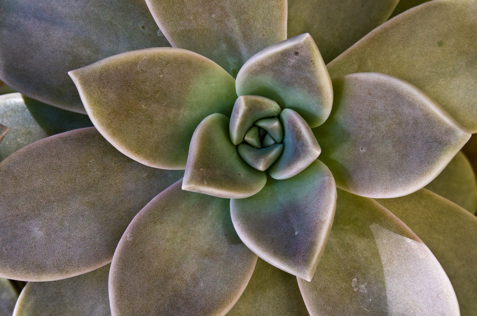 Graptopetalum Graptopetalum