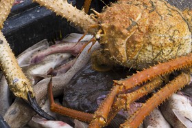 Araignée de mer