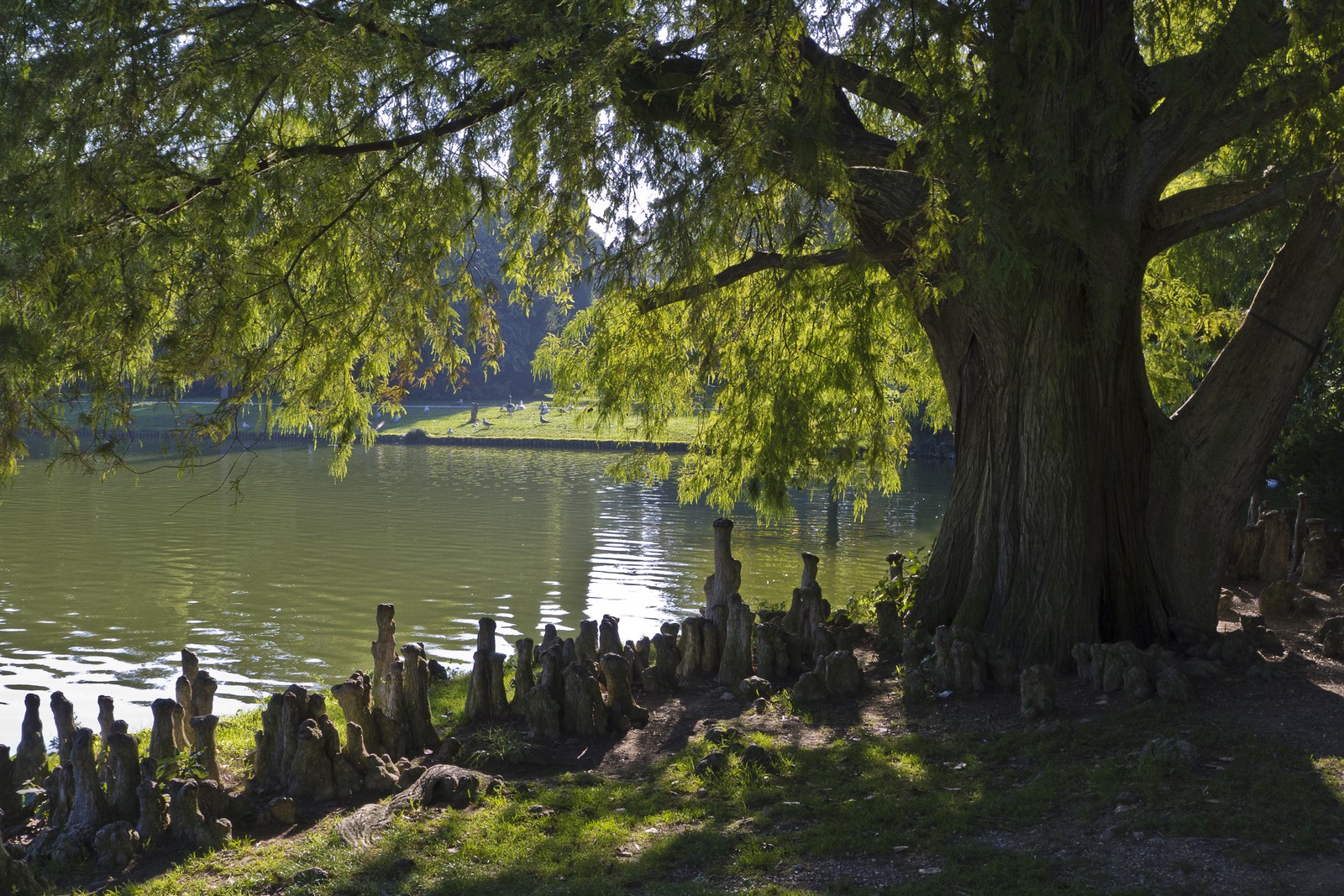 Cyprès de Louisiane Cyprès de Louisiane