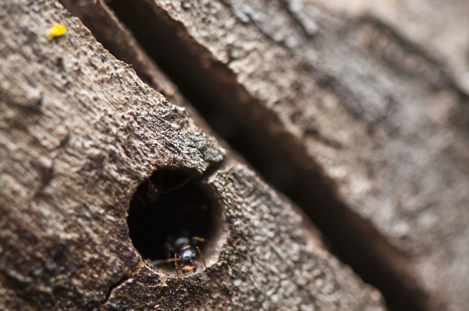 Fourmis