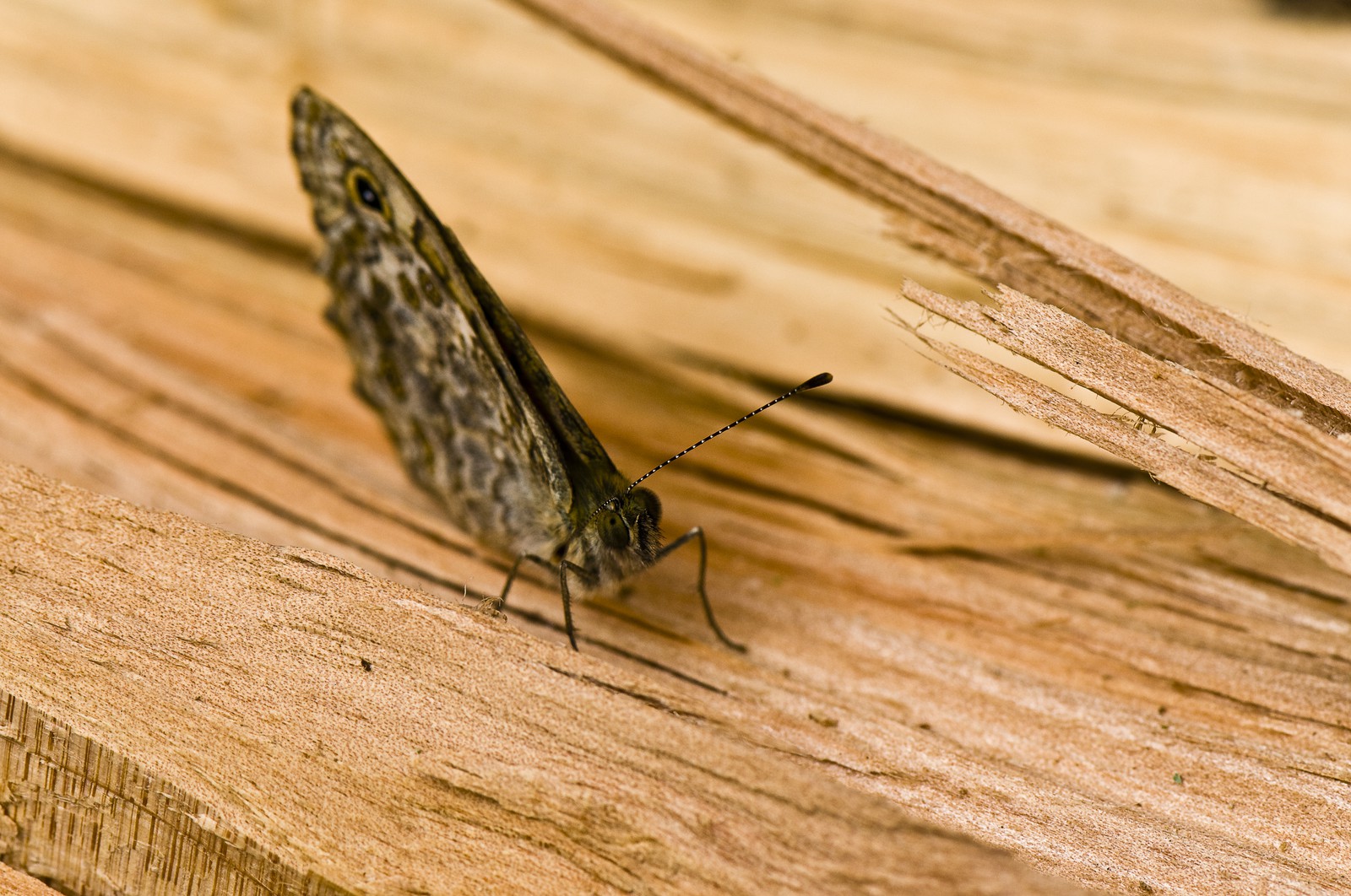 Papillon