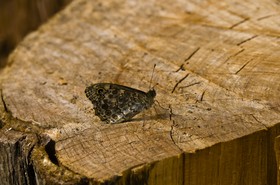 Papillon