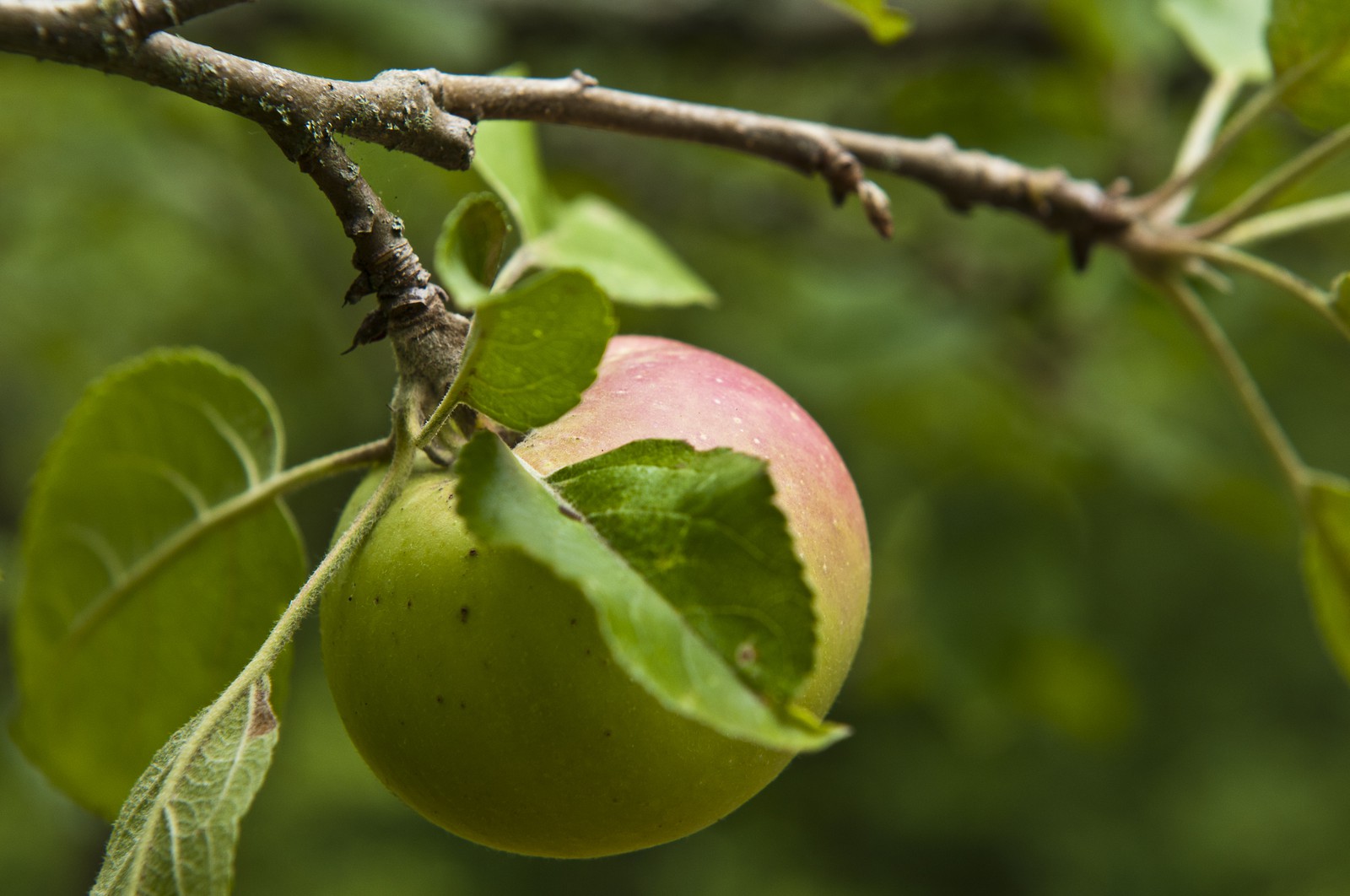 Pomme sur l'arbre Pomme sur l'arbre